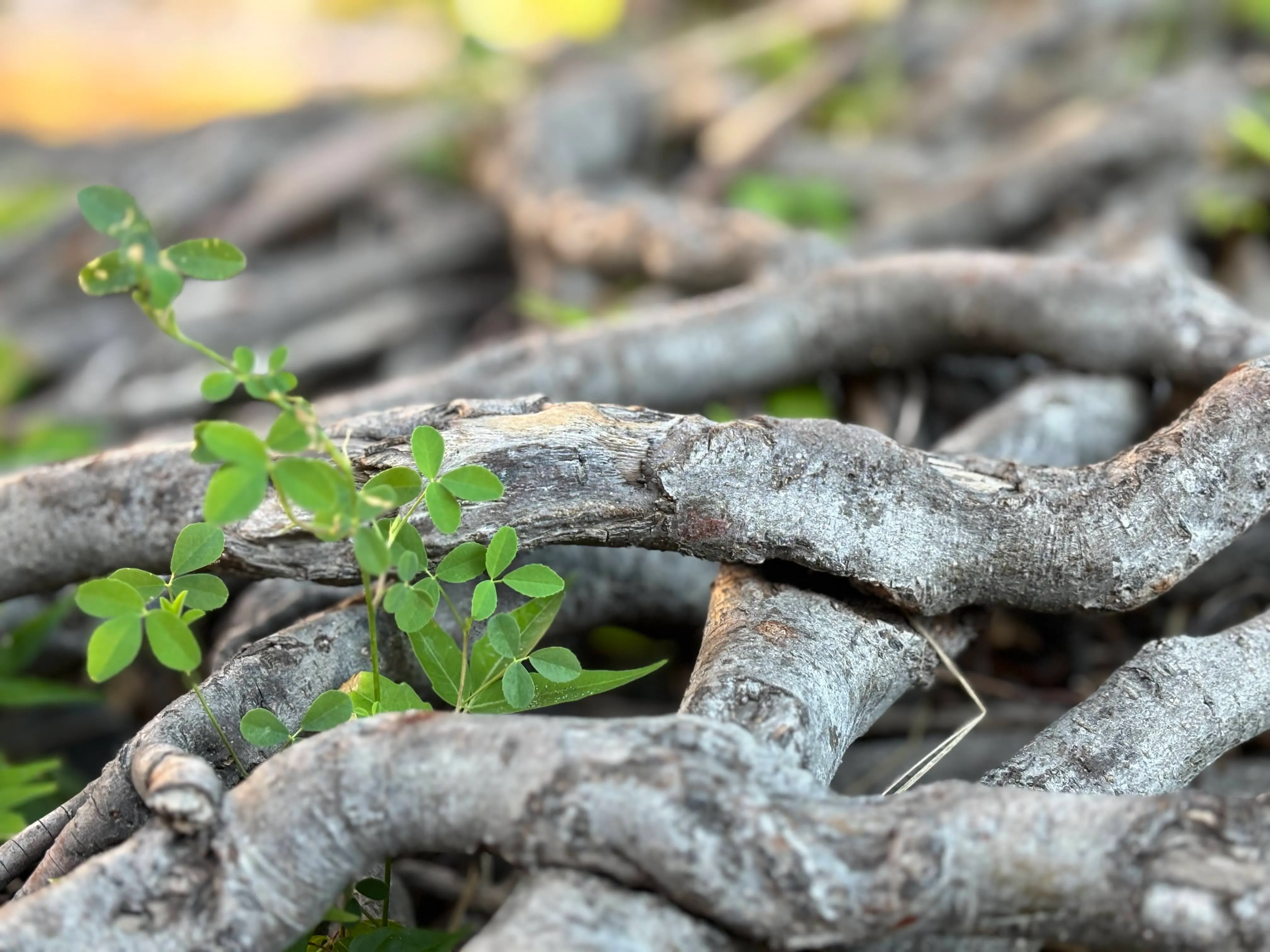 A collection of interwoven tree branches